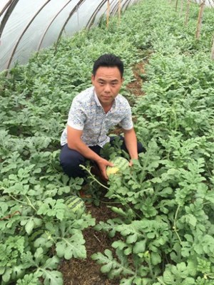 西瓜滞销他不愁,大荔县男子5月底每天销售150吨(图) - 行业动态 - 中国产业发展研究网