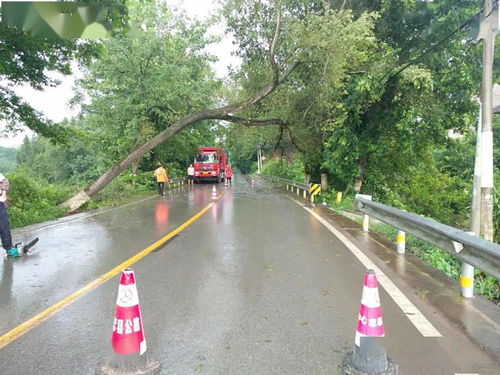 突发 暴雨致行道树倾倒,公路养护人紧急抢险保畅通